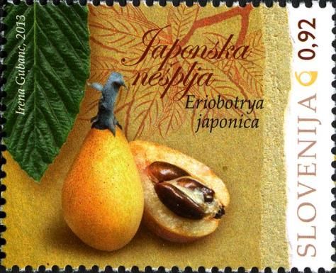 Eriobotrya japonica