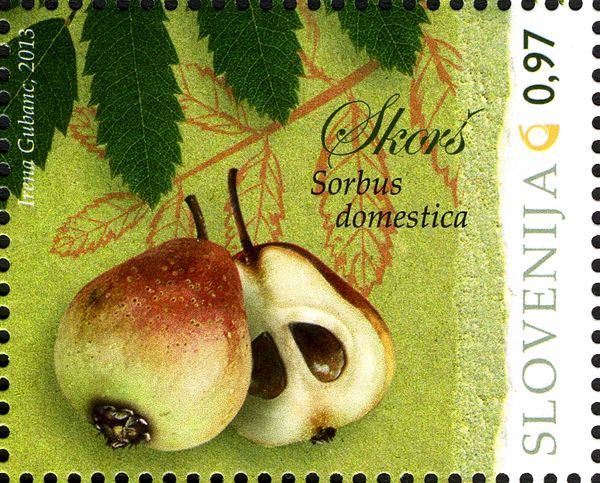 Service Tree (Sorbus domestica)