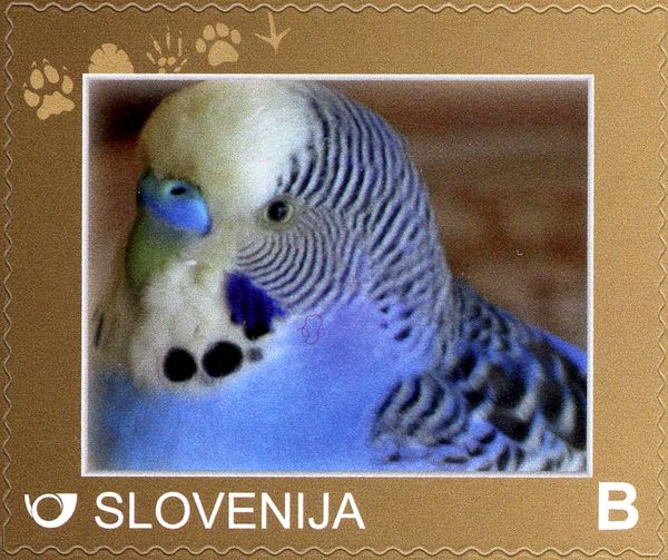 Budgerigar (Melopsittacus undulatus)