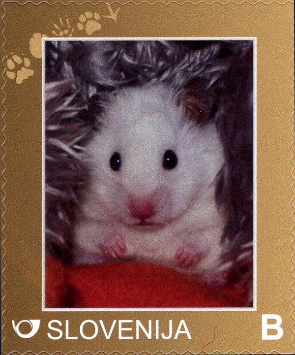 Mouse (Mus sp.)