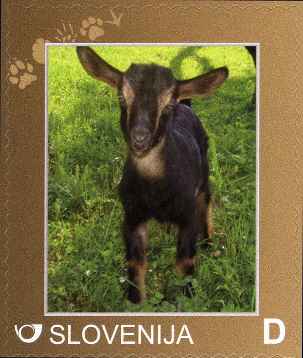Goat