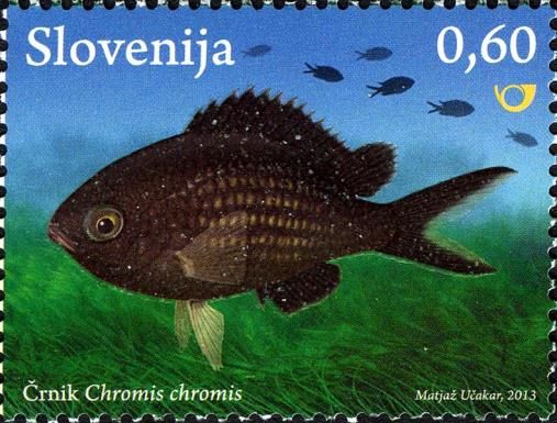 Damselfish (Chromis chromis)