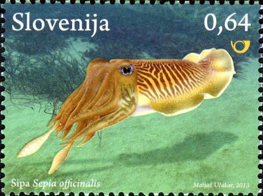 Common cuttlefish (Sepia officinalis)