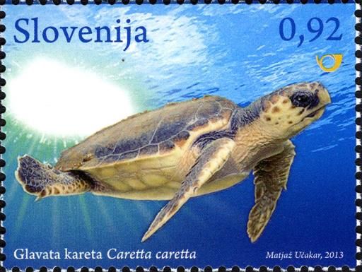 Loggerhead sea turtle (Caretta caretta)