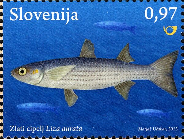 Golden grey mullet (Liza aurata)