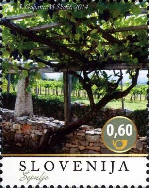 The Refosco vine in Sepulje