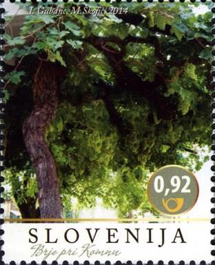 The Vitovska Grganja vine in Brje pri Komnu