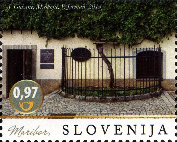 The oldest vine in the world - Maribor