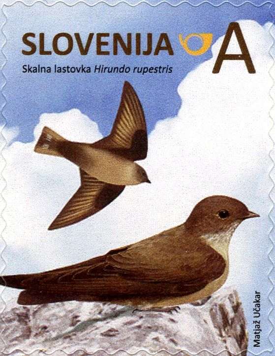 Eurasian Crag-Martin (Ptyonoprogne rupestris)