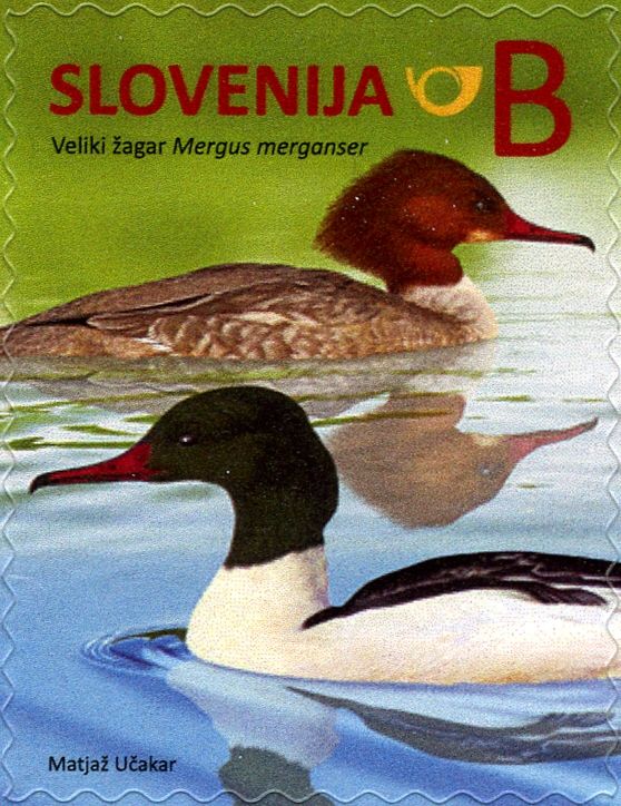 Goosander (Mergus merganser)