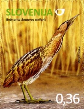 Great Bittern (Botaurus stellaris)