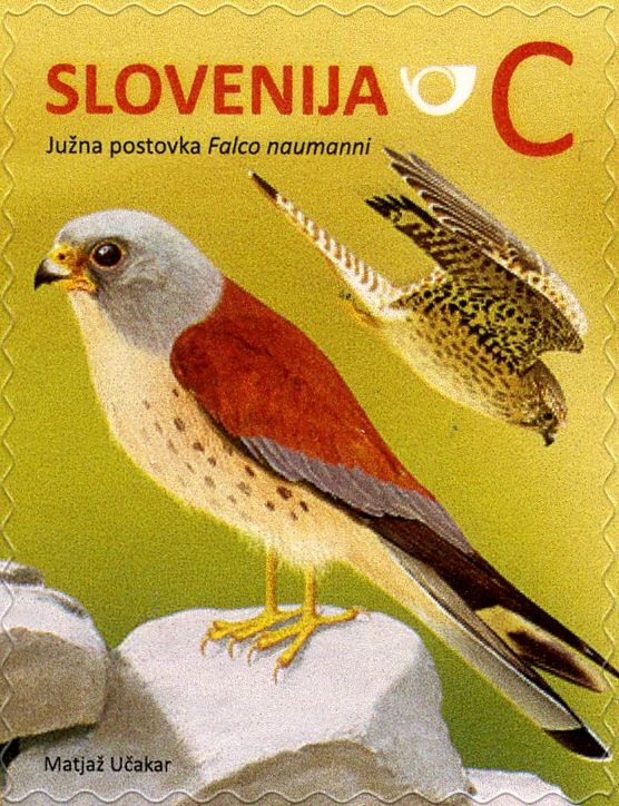 Lesser kestrel (Falco naumanni)