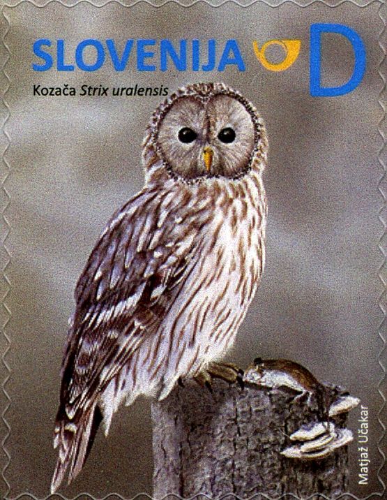 Ural Owl (Strix uralensis)
