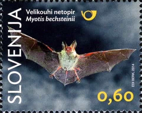 Bechstein's Myotis (Myotis bechsteinii)