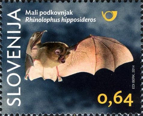 Lesser Horseshoe Bat (Rhinolophus hipposideros)