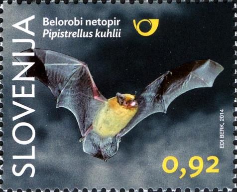 Kuhl's Pipistrelle (Pipistrellus kuhlii)