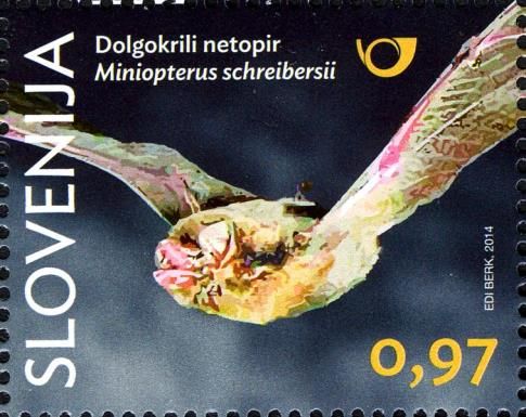 Schreibers's Long-fingered Bat (Miniopterus schreibersii)