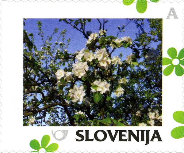 Spring: Blossoming apple
