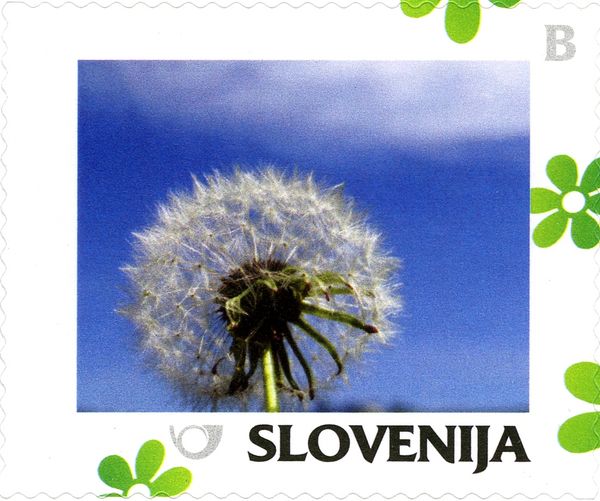 Spring: Dandelion