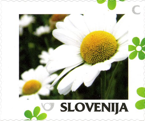 Spring: Daisy