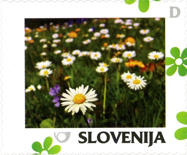 Spring: Flowering meadow