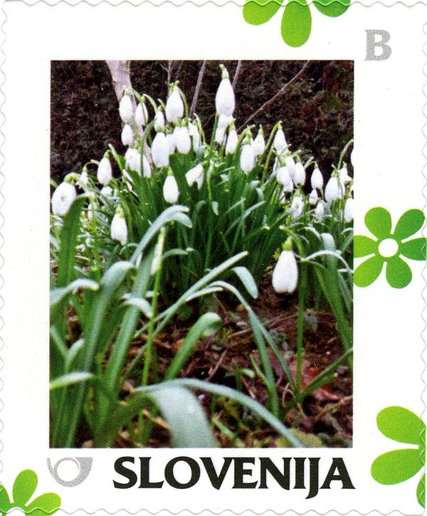 Spring: Snowdrops