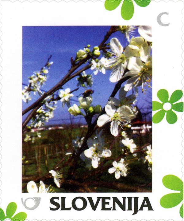 Spring: Blossoming cherry