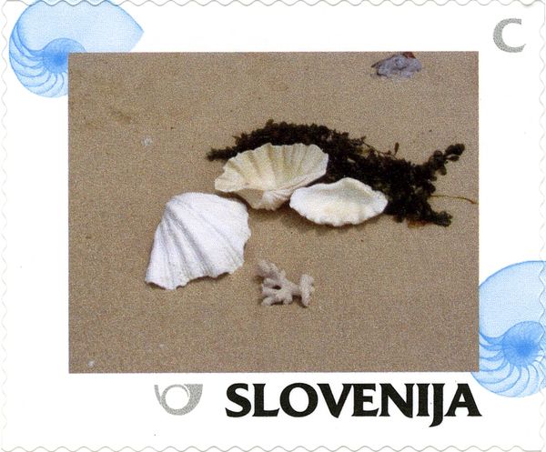 Summer: Sea shells