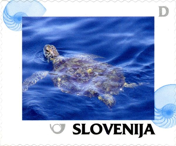 Summer: Turtle