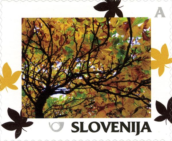 Autumn: Autumn tree