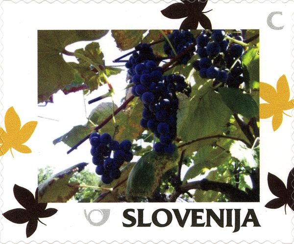 Autumn: Grape vine