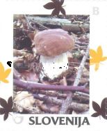 Autumn: Porcini mushroom