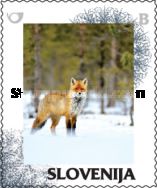 Winter: Fox in snow