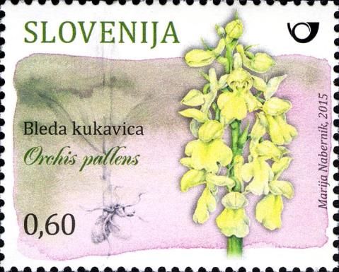 Pale-flowered orchid (Orchis pallens)