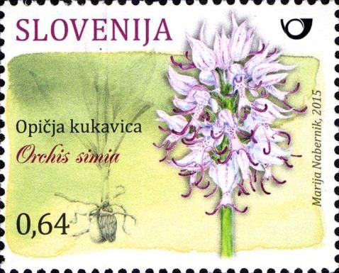 Monkey orchid (Orchis simia)