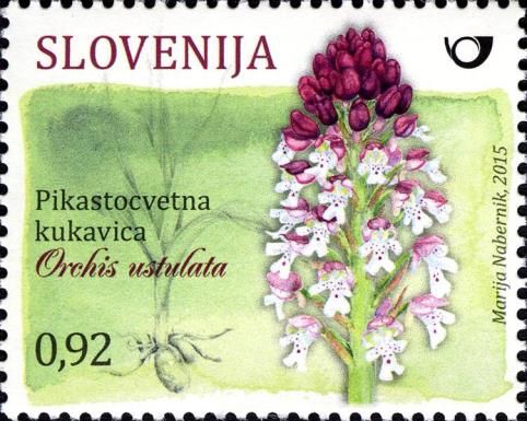 Burnt-tip orchid (Orchis ustulata)