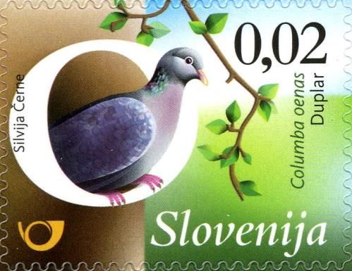 Stock dove (Columba oenas)