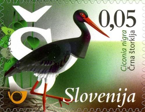 Black stork (Ciconia nigra)