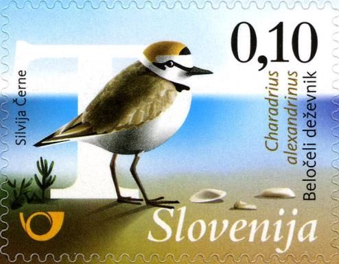 Kentish plover (Charadrius alexandrinus)