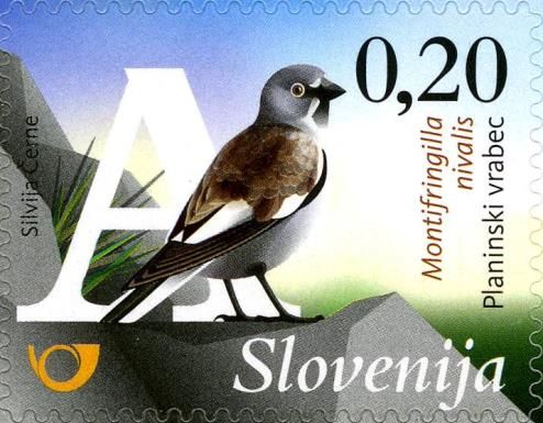 White-winged Snowfinch (Montifringilla nivalis)
