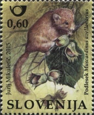 Hazel Dormouse (Muscardinus avellanarius)