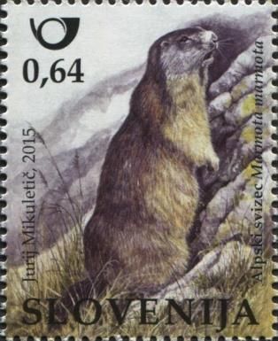 Alpine Marmot (Marmota marmota)