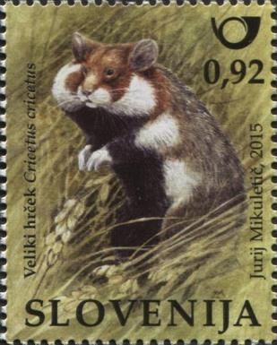 European Hamster (Cricetus cricetus)