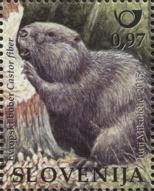 Eurasian Beaver Castor fiber)