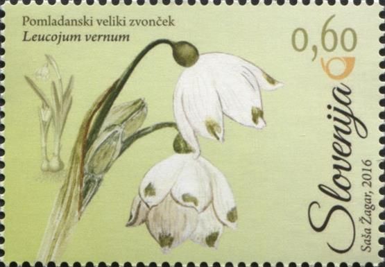 Spring snowflake (Leucojum vernum)