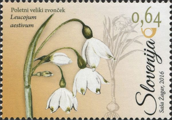 Summer snowflake (Leucojum aestivum)