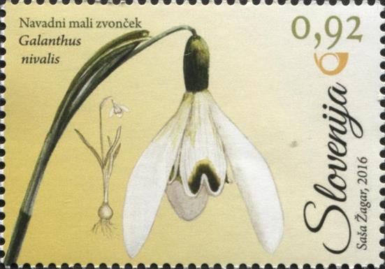 Common snowdrop (Galanthus nivalis)