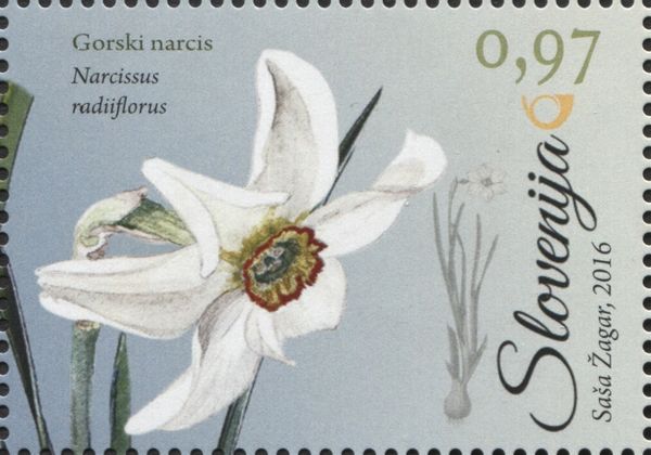 Wild daffodil (Narcissus radiiflorus Salisb.)