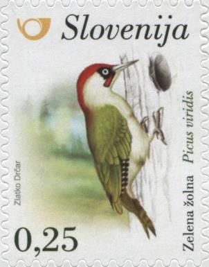 European green woodpecker (Picus viridis)