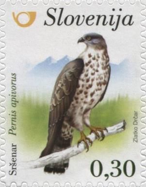 European Honey-buzzard (Pernis apivorus)